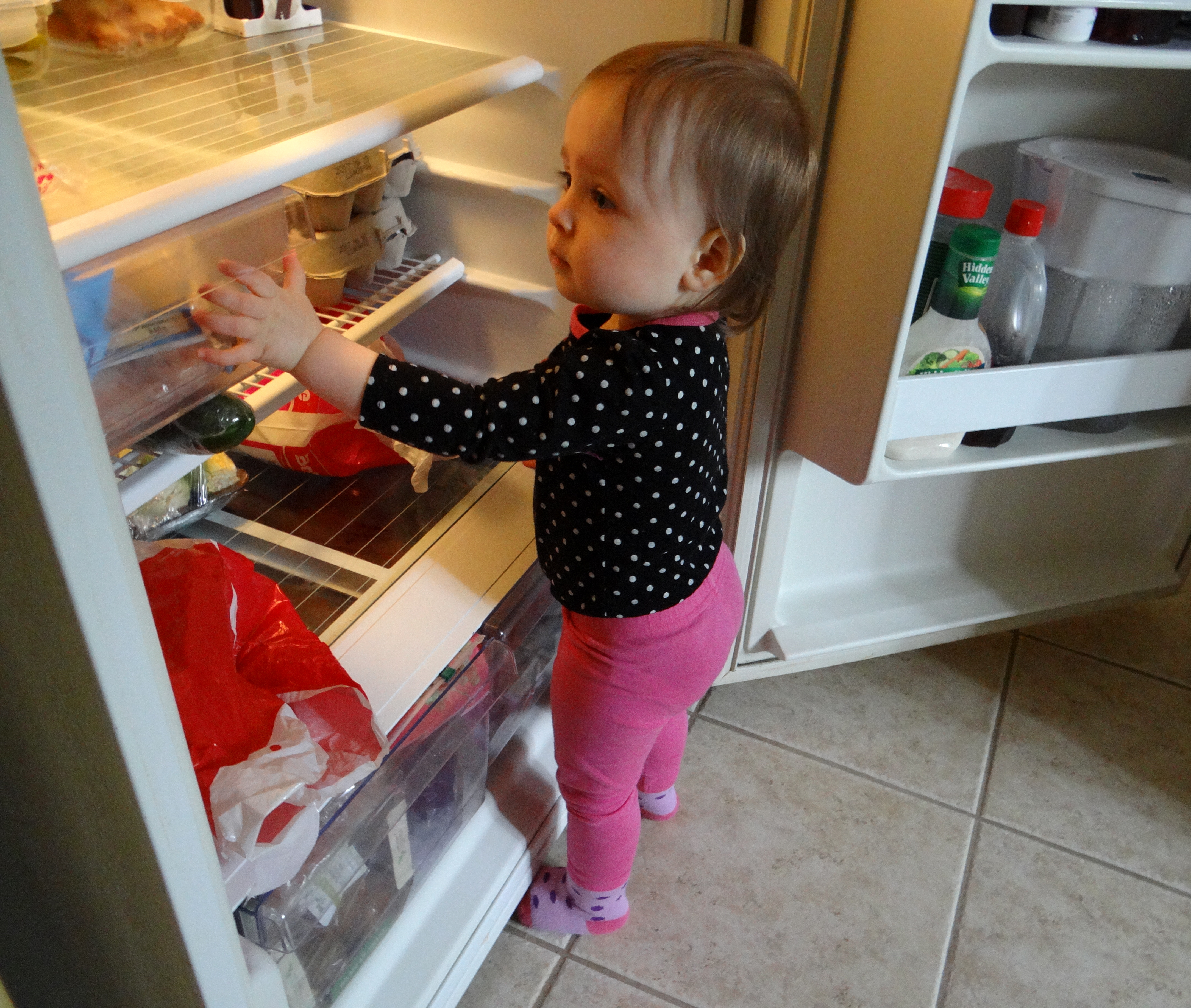 Toddler exploring the inside of a fridge