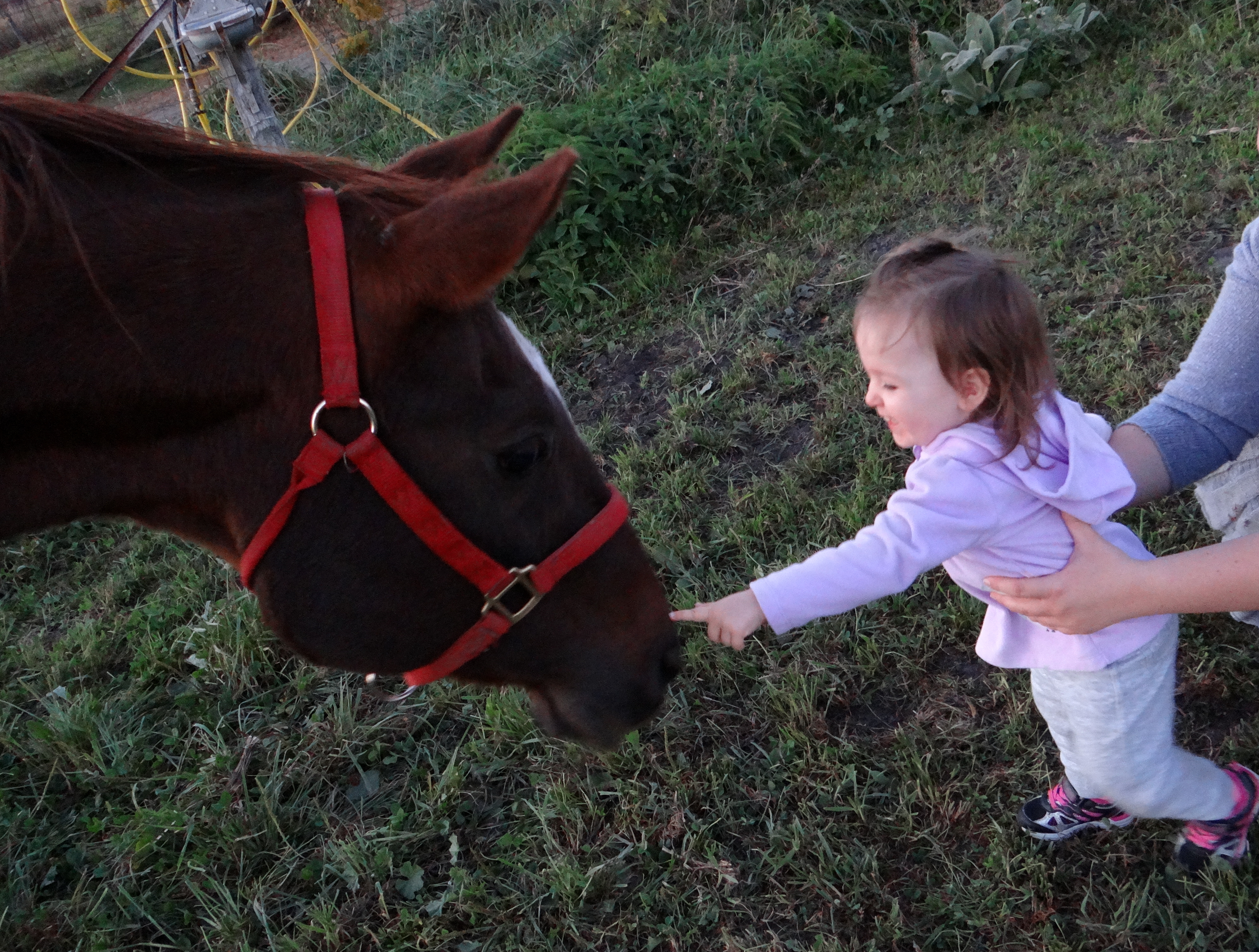 Toddler petting a horse