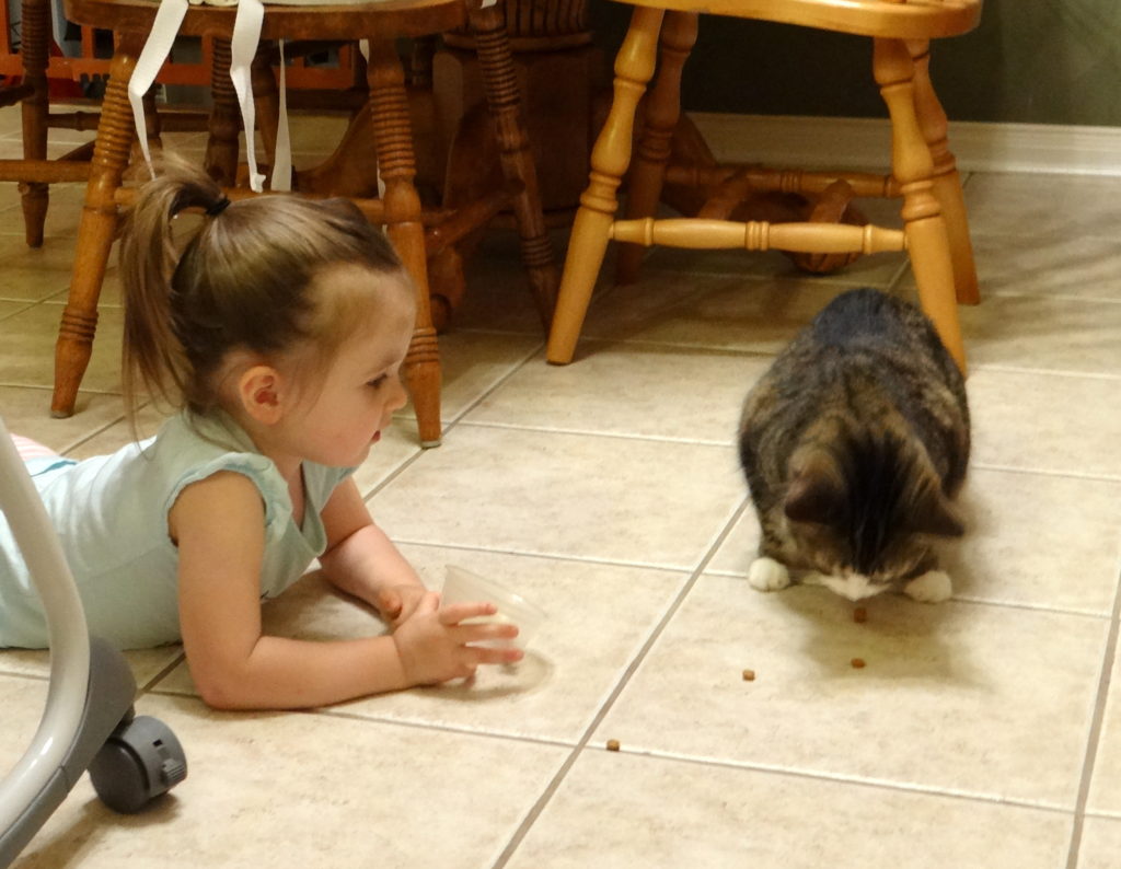 Peachy the toddler feeding Daisy her pet cat