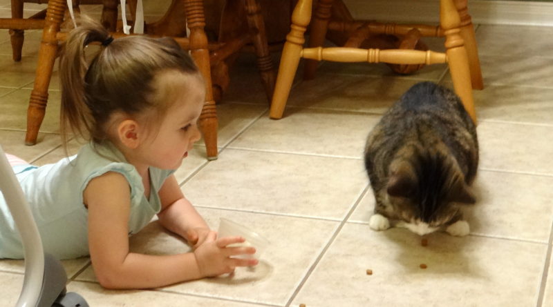 Peachy the toddler feeding Daisy her pet cat